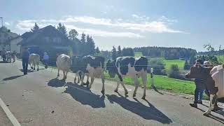 Mit Treicheln tragenden, glücklichen Kühen an die Gondiswiler Viehschau – 26. Oktober 2022