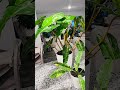 #aesthetic #philodendron