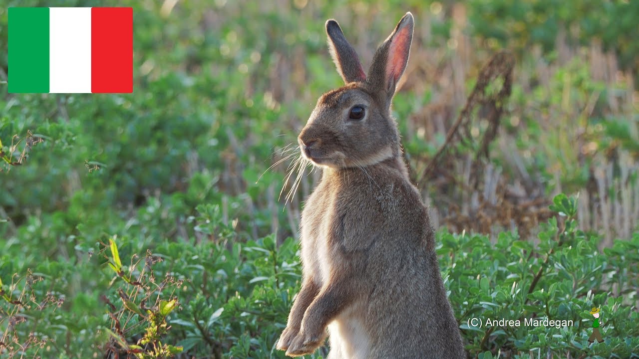La bellezza del Coniglio selvatico Very cute wild European rabbit 野生のアナ ...