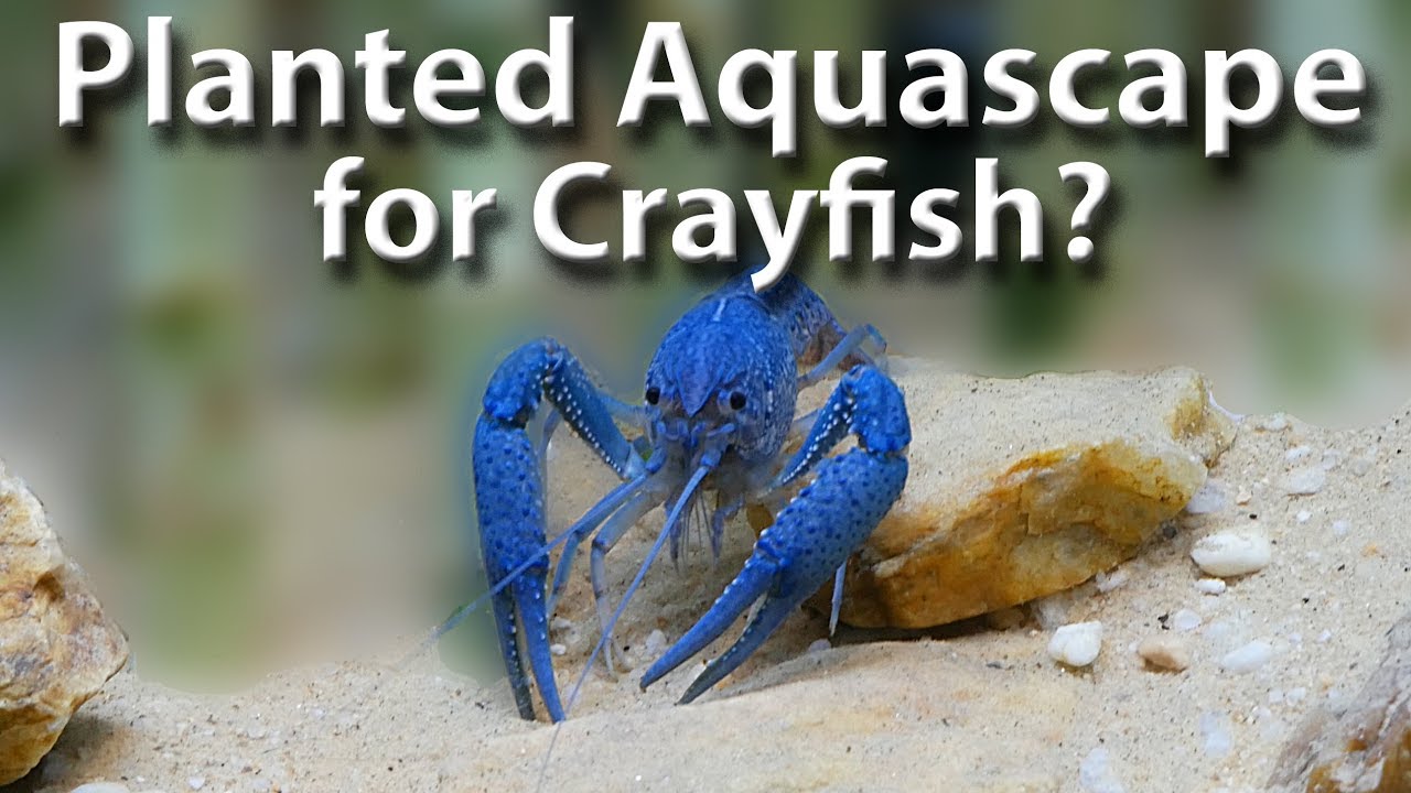 New Crayfish Planted Aquascape YouTube