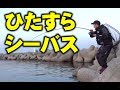 ひたすらシーバスを釣る動画【関西】【シーバスルアー】【沖堤】【YOSHIKI】