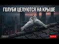 ГОЛУБИ ЦЕЛУЮТСЯ НА КРЫШЕ НОВЫЙ ШАНСОН DonEdu777 музыка Aimusic шансон голуби песня 