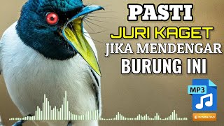 🔴BURUNG SERAM BERSUARA KASAR PANJANG ROLL TEMBAK ❗Masteran Murai Batu, Cendet, Kacer, Cucak Ijo