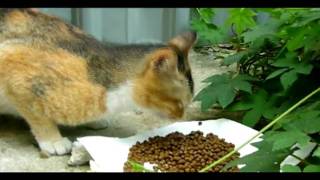 20100325.avi