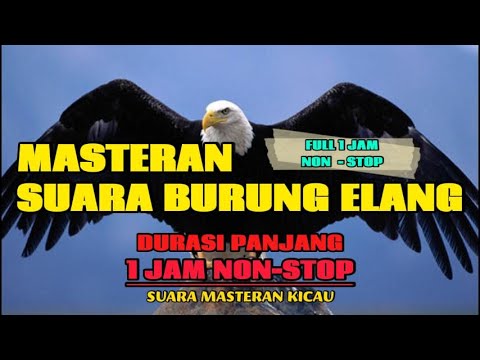 MASTERAN SUARA BURUNG ELANG 1 JAM NON STOP