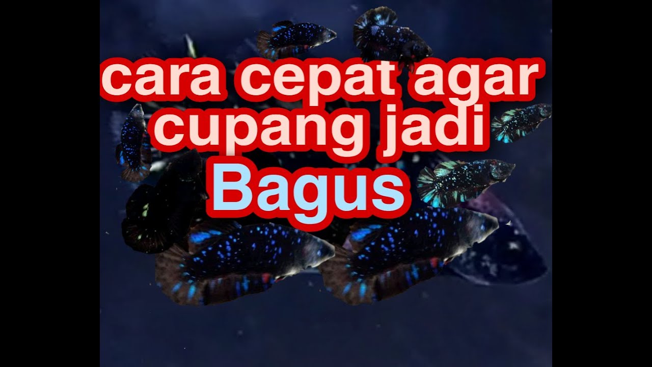 Cara cepat agar cupang bagus