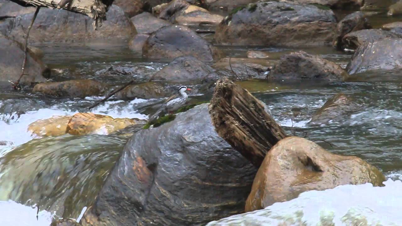 Merganette des torrent (Torrent Duck) - Serge Beaudette 