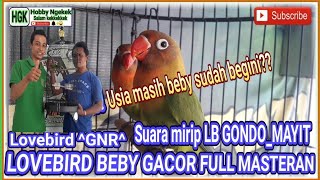 Download Lagu Viral LOVEBIRD BEBY Gacor suara ISIAN MIRIP LOVEBIRD GONDO MAYIT