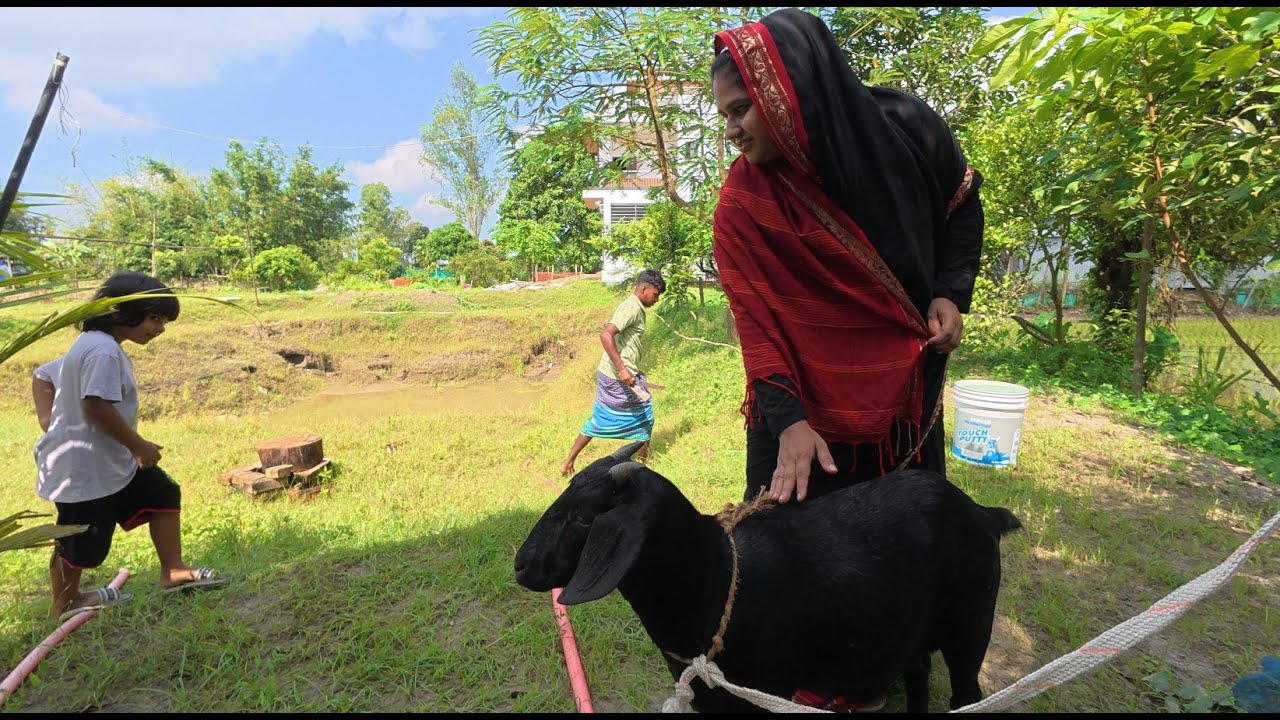 গ্রামে প্রতিবেশীদের মধ্য সবচেয়ে বেশি ঝগড়া হয় ছাগলের কারনে | Doyel Agro