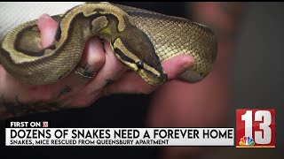 FIRST ON 13: Snakes seized from Queensbury apartment seek forever home