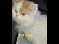 Persian Cat    #shortvideo#youtubeshorts#viral#shors#ytshrts#mukund
