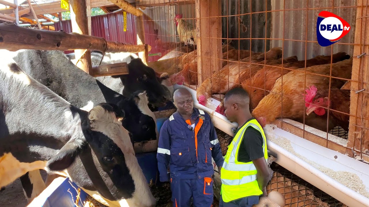 From 100 Jobs to a Millionaire | Sekandi Mabuliro’s Dairy Farming Success Story