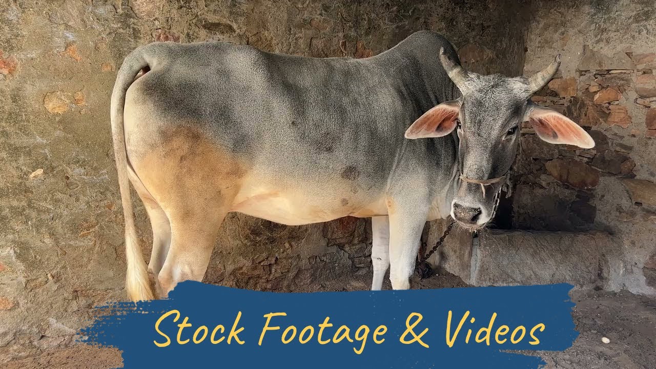 Indian Desi Cow in Gaushala | Rural Life of India | Traditional Farming