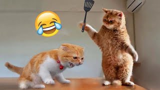 Funniest Animals 2024  New Funny Cats and Dogs Videos