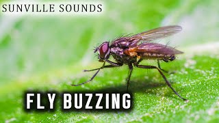 10 Hours of Fly Buzzing | Animal Sounds with Peter Baeten