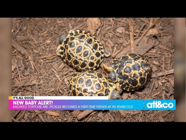 Houston Zoo's 90-year-old tortoise 'Mr. Pickles' is a first-time