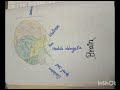Digram of brain 🧠