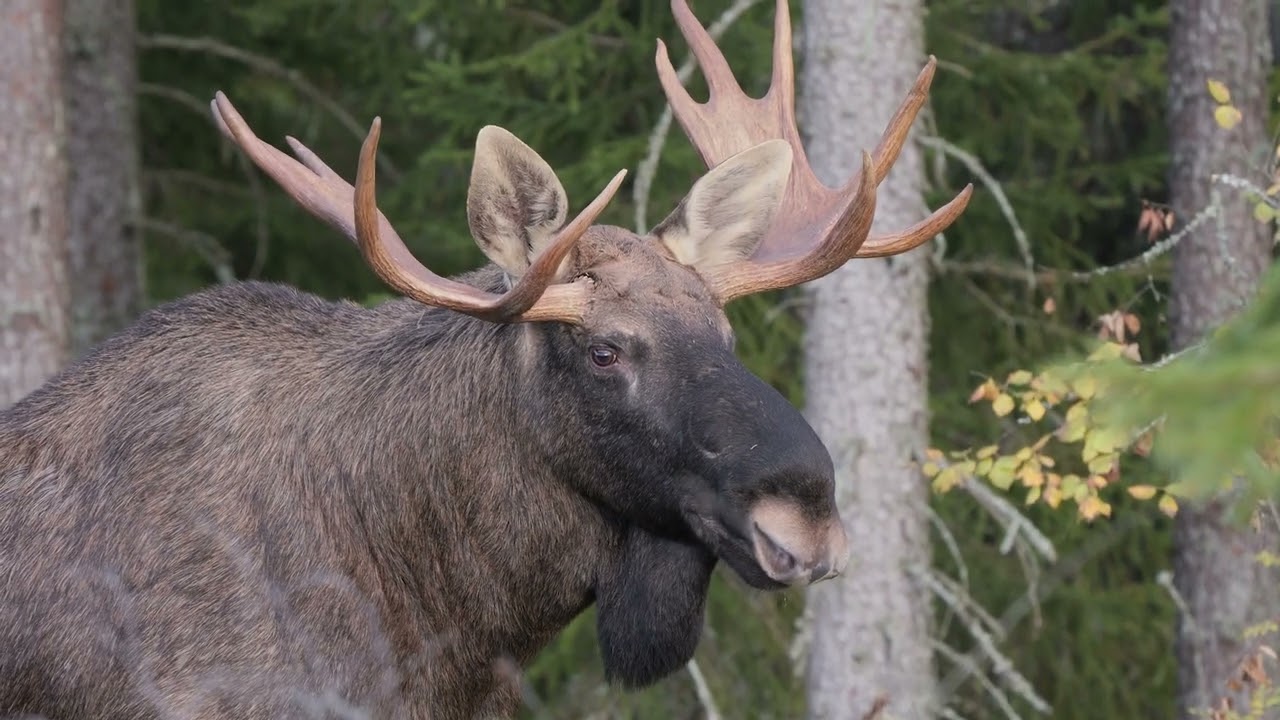 Hirven houkuttelu 22 23 9 2024