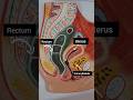 female reproductive system #shorts #anatomy