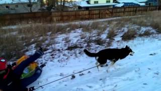 Husky Pulls People On Sled Through Snow Like Wow