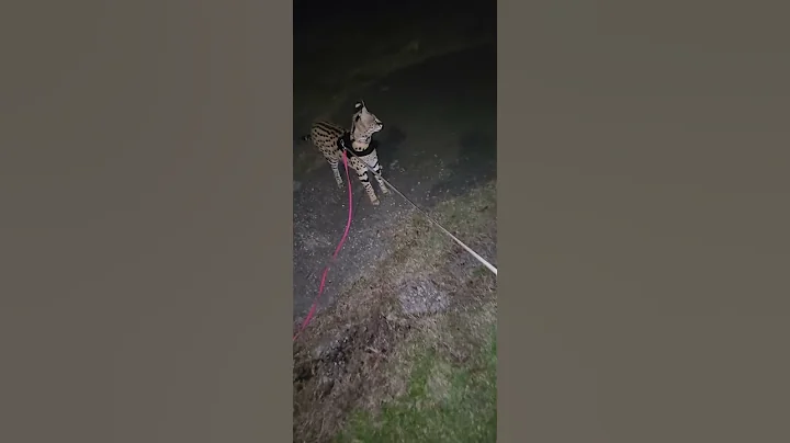 Video 9359831: cat servals kitten animals, kitten scared