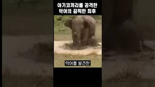아기코끼리를 공격한 악어의 끔찍한 최후