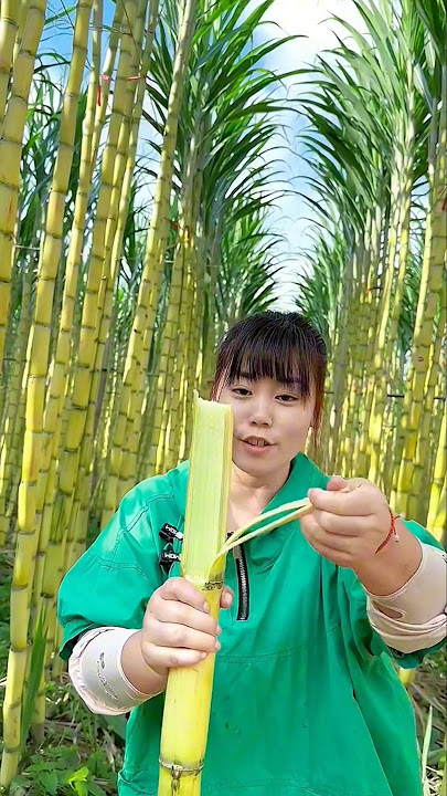Breaking Sugarcanes Without Using Teeth  #shorts