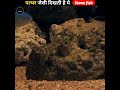 This Stone fish looks like a stone #facts #shorts