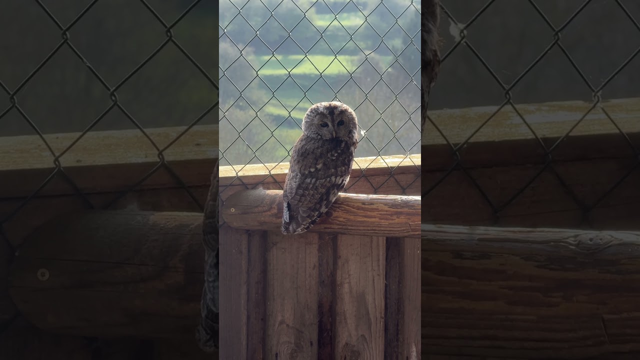 Verletzter Waldkauz 🦉Teil 2 ❤️