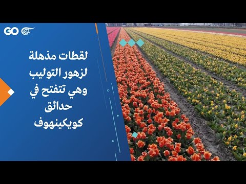 لقطات مذهلة لزهور التوليب وهي تتفتح في حدائق كويكينهوف