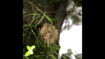 Commom snapping | set up bán tự nhiên | commom x flo | PPeng_Tv