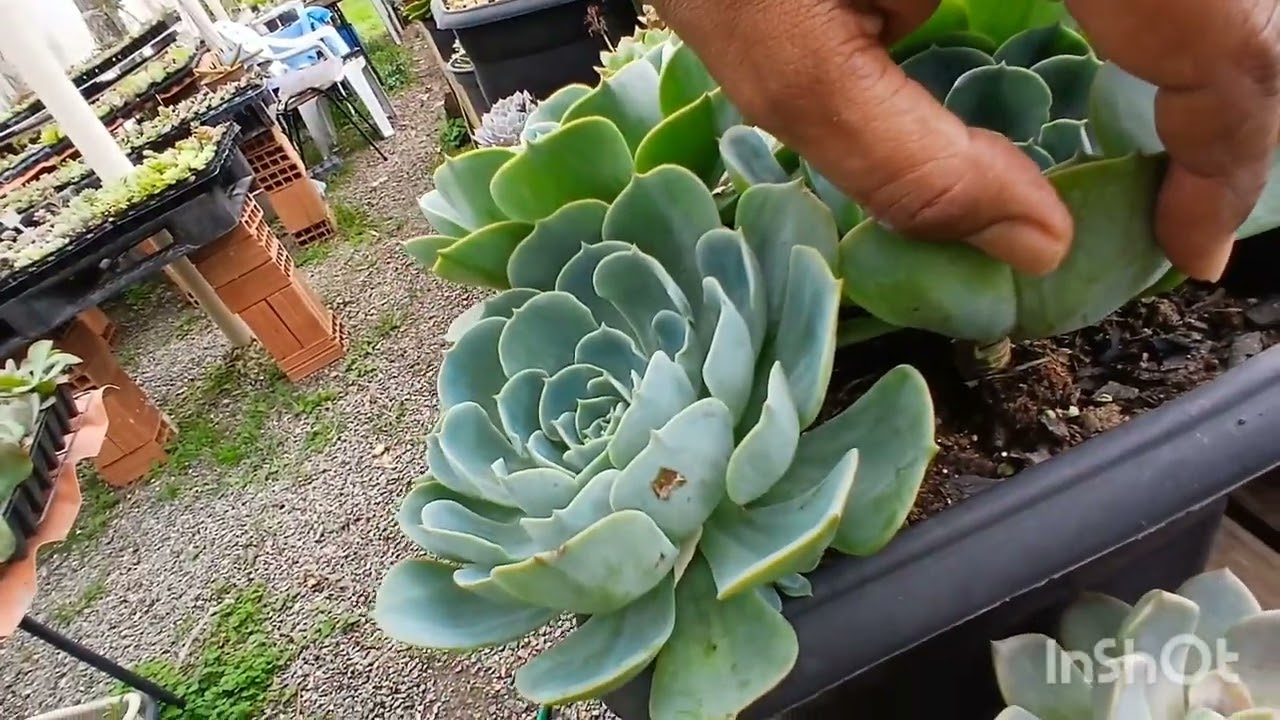 DIA DE LIMPEZA NAS BANCADAS E TUR PELO JARDIM. 