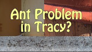 Tracy Ant Pest Control