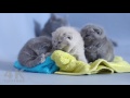 British Shorthair Kittens Awesome 4K Video