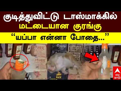 Monkey Ranchi wine shop | ”யப்பா என்னா போதை...” குடித்துவிட்டு டாஸ்மாக்கில் மட்டையான குரங்கு