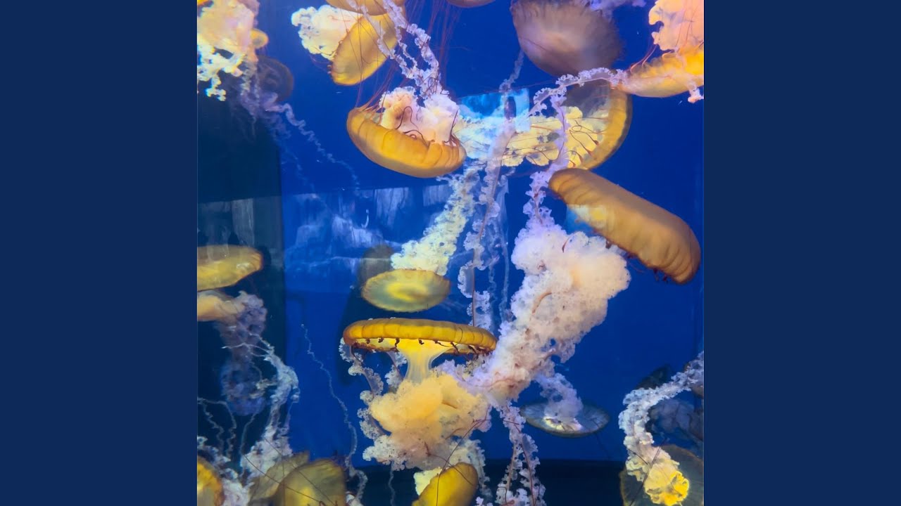 Watch Jellyfish on YouTube Watch Jellyfish on YouTube