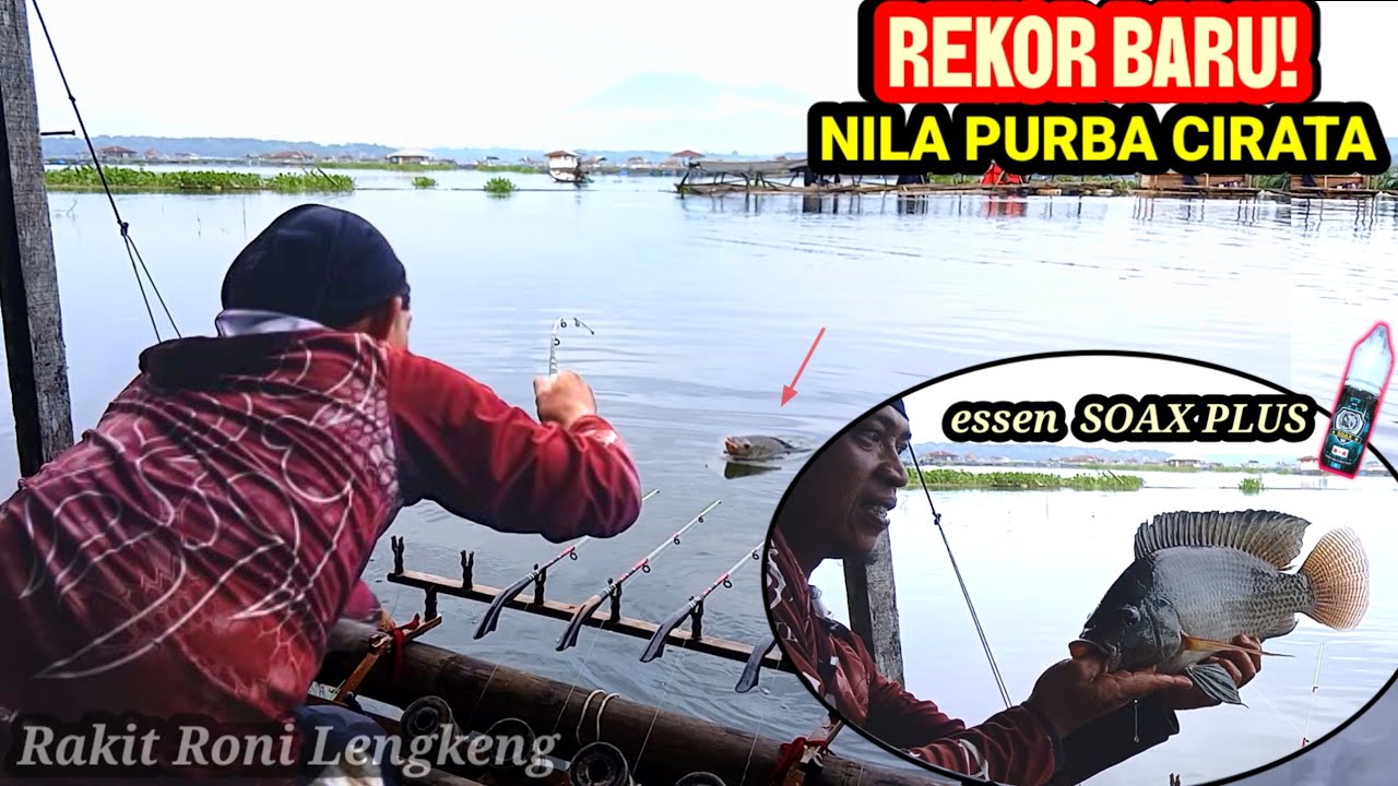 TAK TERDUGA! UMPAN INI MALAH DISAMBAR NILA PURBA CIRATA! || SOAX PLUS di Rakit Roni Lengkeng