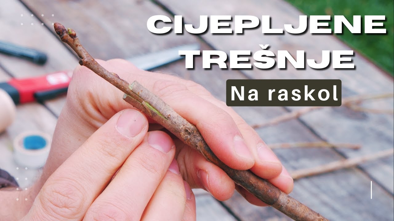 Cijepljenje trešnje na raskol