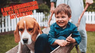 Celebrity 🐶💪 A Dog’s Determination: The Key to Overcoming Any Challenge 🏆✨ Wealth