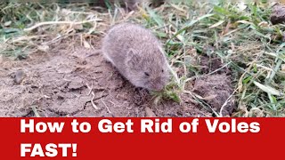 Vole Invasion? Here's How to Get Rid of Voles FAST!