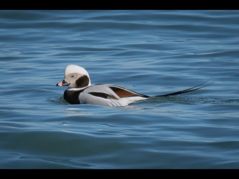 Jetty Jaunt 2-22-2025 Nature Video
