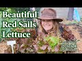 How to Grow Red Sails Lettuce: PLANTING to GROWING CONDITIONS to HARVEST