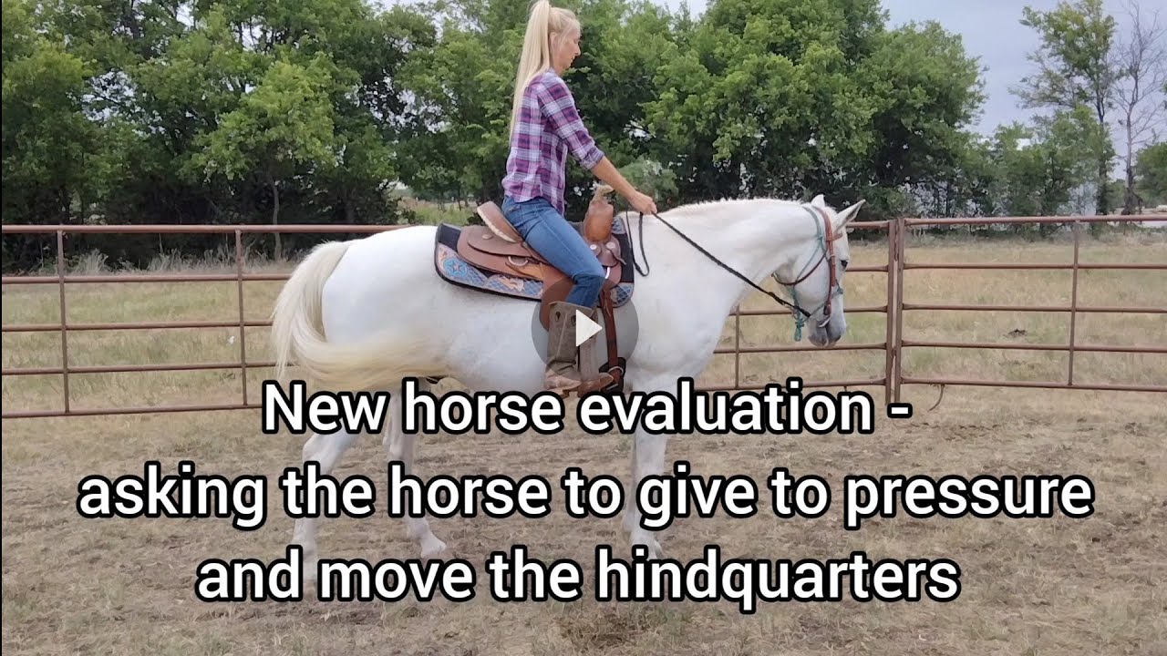 New Horse Evaluation Flexing the head and neck as well as moving the