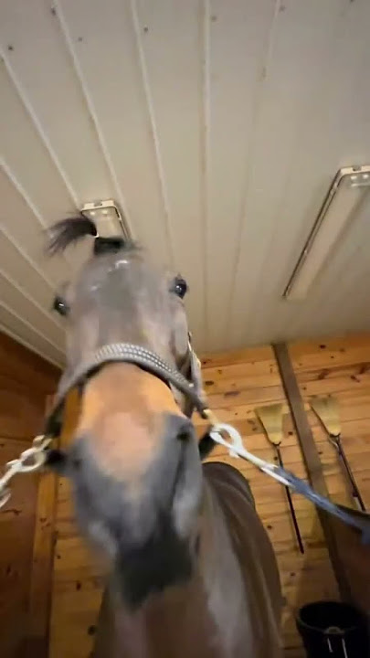 Horse nodding meme template (cr: thehorseknows ?)
