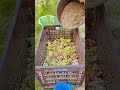 How to prepare compost soil in garden from kitchen west #compost #garden#￼