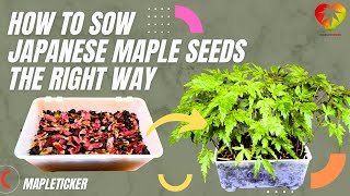How to sow Japanese maple seeds the right way