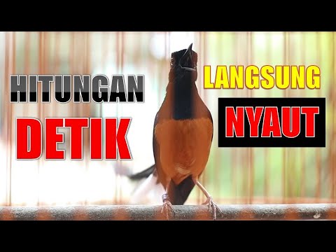 SORE HARI! PANCINGAN MURAI BATU GACOR ! SEKALI DENGER 99% AMPUH BIKIN MURAI BATU LANGSUNG EMOSI