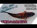 #金魚 【金魚愛好家】IN 千葉へ行く。