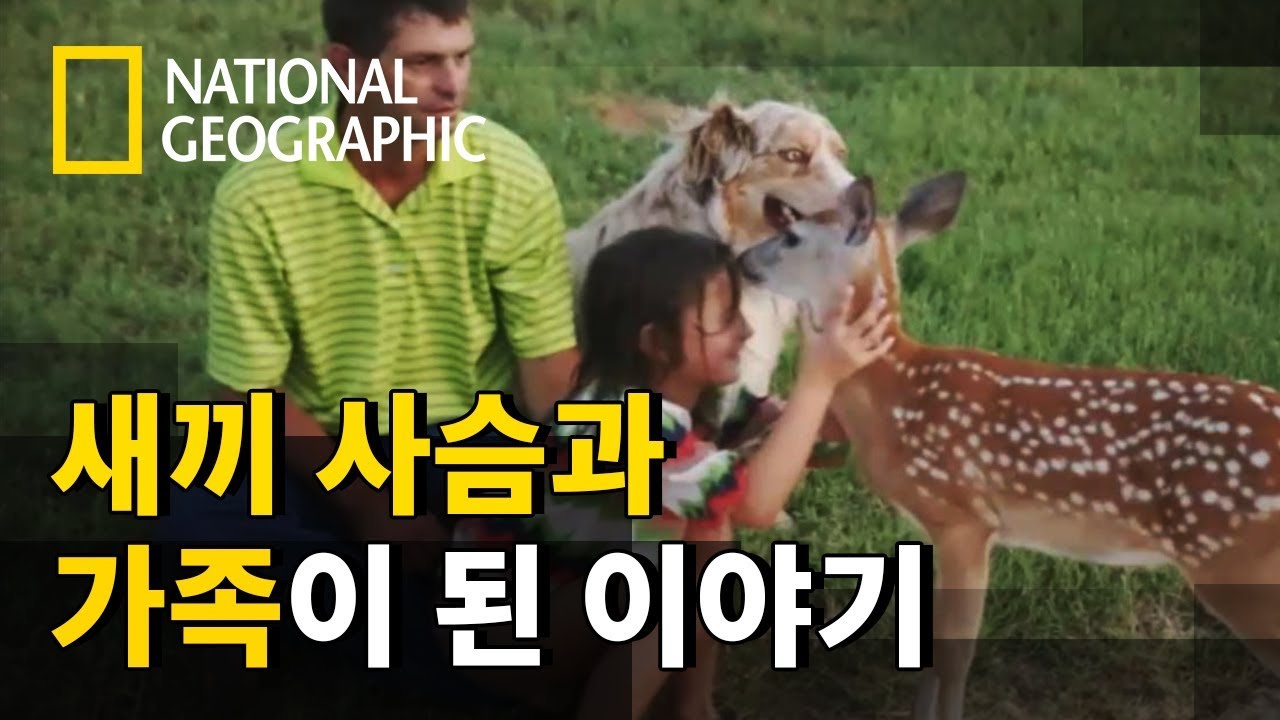 죽기 직전의 사슴을 가족으로 받아준 사람들
