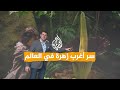 شبكات ما سر زهرة الجثة العملاقة 